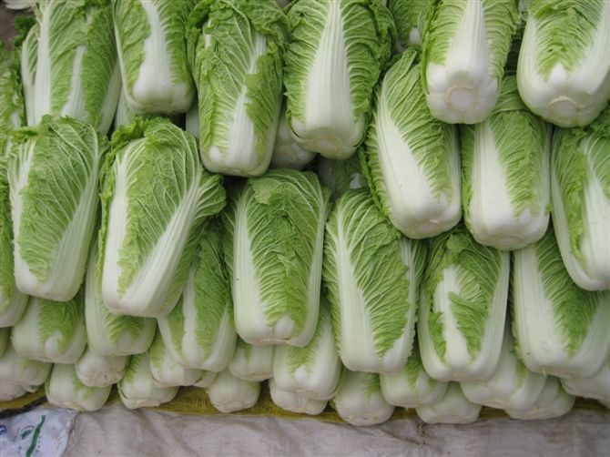 大白菜冷庫安裝好后儲藏需要做好哪些準備工作？