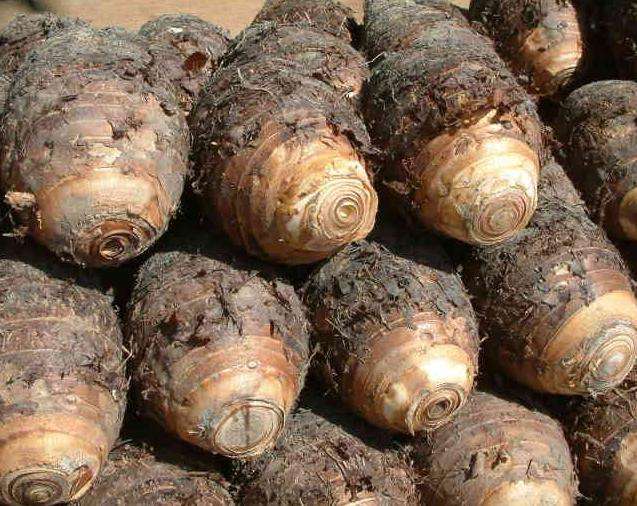 芋頭冷庫建造，芋頭保鮮庫的使用